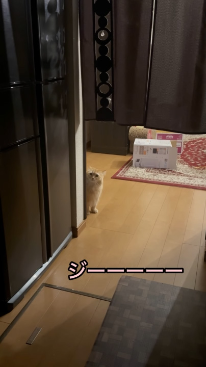 四足歩行エマちゃん