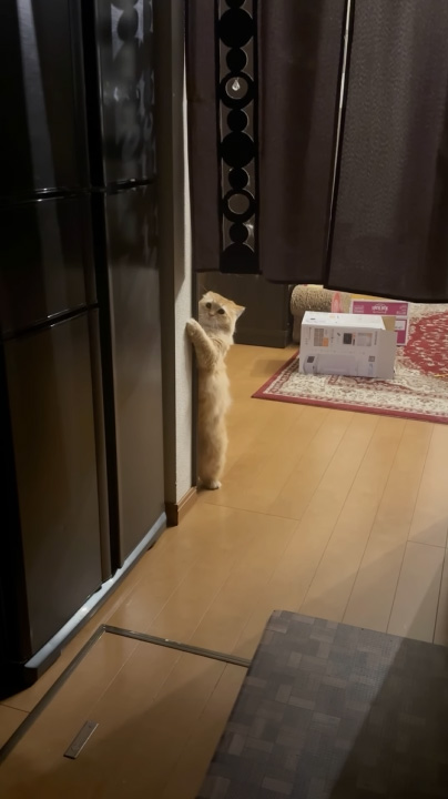 二足歩行エマちゃん