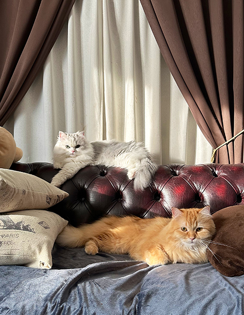 ソファエマちゃんとノーマンくん