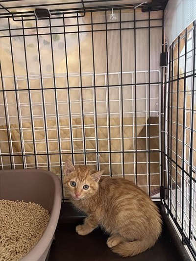 後ろ振り返る子猫