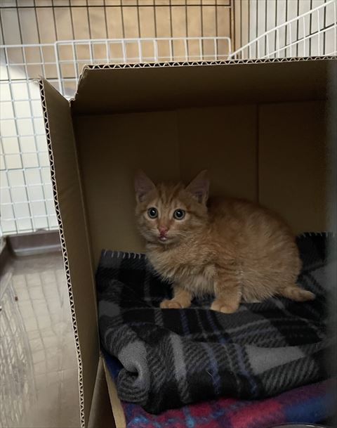 箱にいる子猫