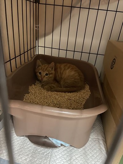 暗いトイレの奥にいる子猫