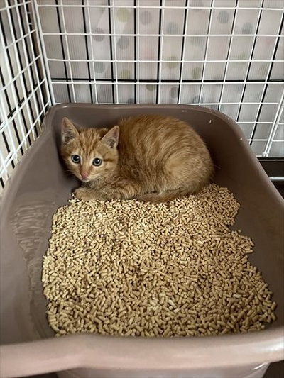 明るいトイレの奥にいる子猫