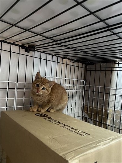 ダンボールの上で首傾げてる猫