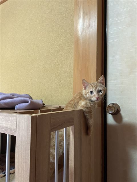 ケージから前足だしてる猫