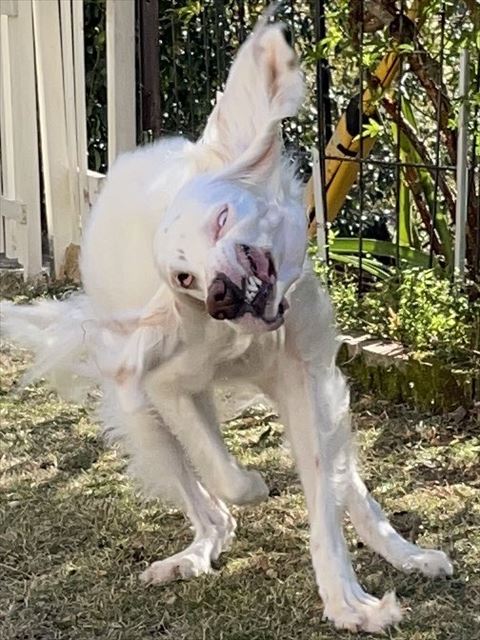 歯をむき出してブルブル