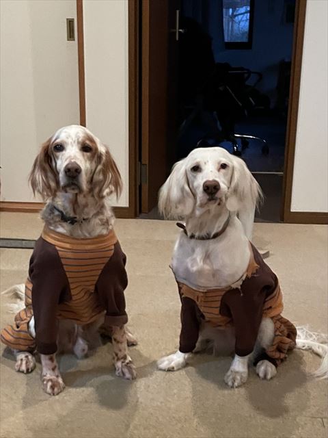 洋服着てお座りしてるワンコ2匹