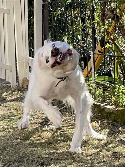 ブルブル中のワンコ耳見えない