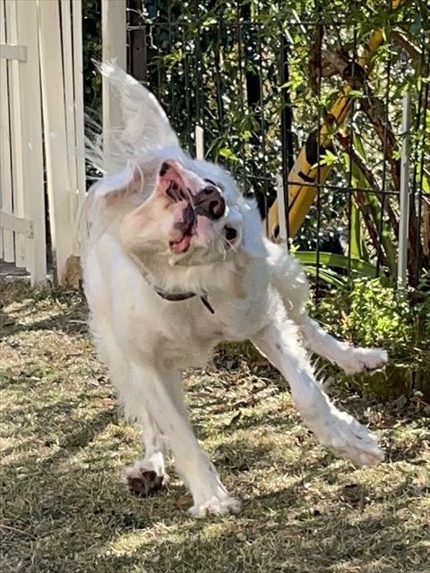 左足と前足あげてブルブル