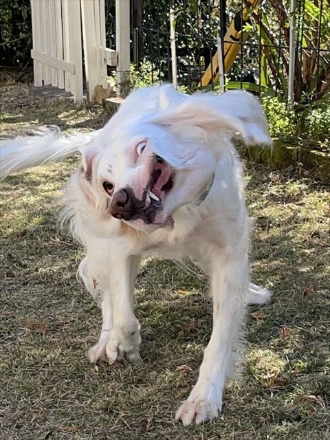 耳が羽ばたいてるようなワンコ