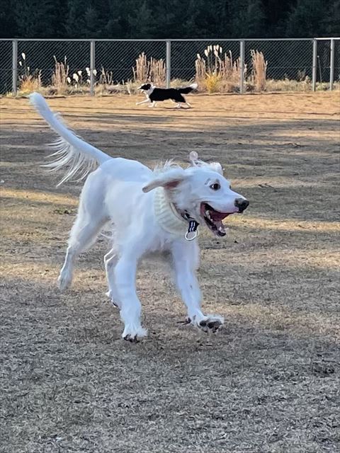 走ってるワンコ