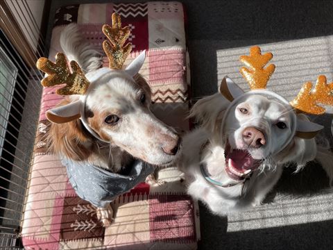 トナカイカチューシャワンコ2匹