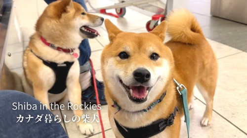 ママお迎え柴犬