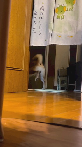 風呂おけ持ってきたこすけくん