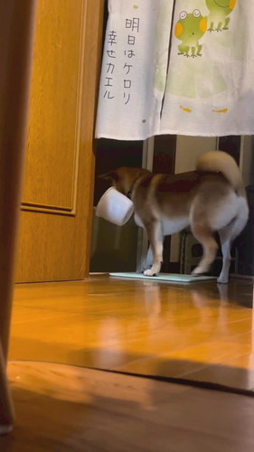 風呂おけ持ってきた柴犬