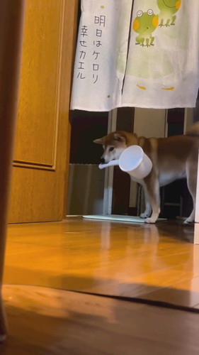 風呂おけ持ってきた柴犬
