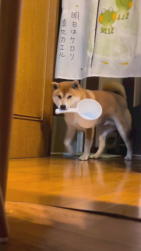 風呂おけ持ってきた柴犬