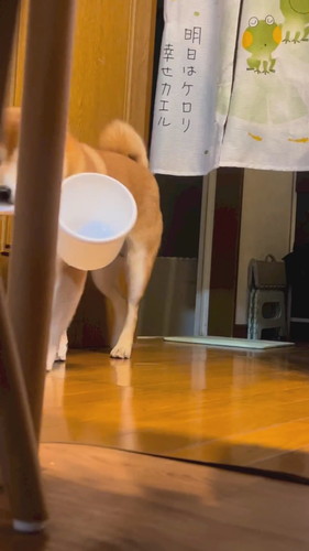 風呂おけ持ってきた柴犬