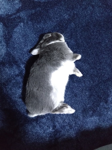 野生を忘れたうさぎ