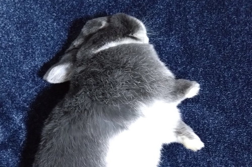 野生を忘れたうさぎ