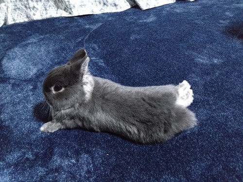 くつろぐうさぎ