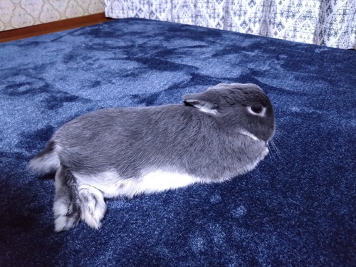 おててないないなうさぎ