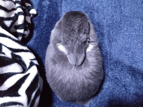 ぴしっとしたうさぎ