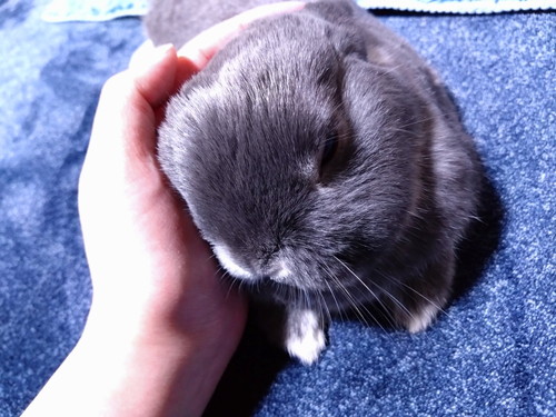 すりするするうさぎ