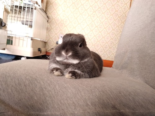 ちんまりするうさぎ