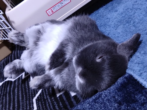 ごろごろするうさぎ