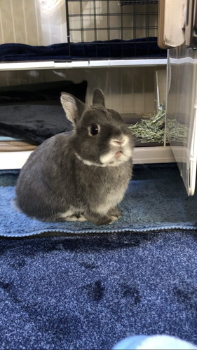 はっとするうさぎ