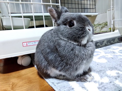 かわいいうさぎ