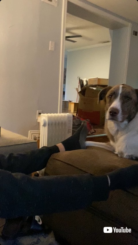 カップルを見る犬