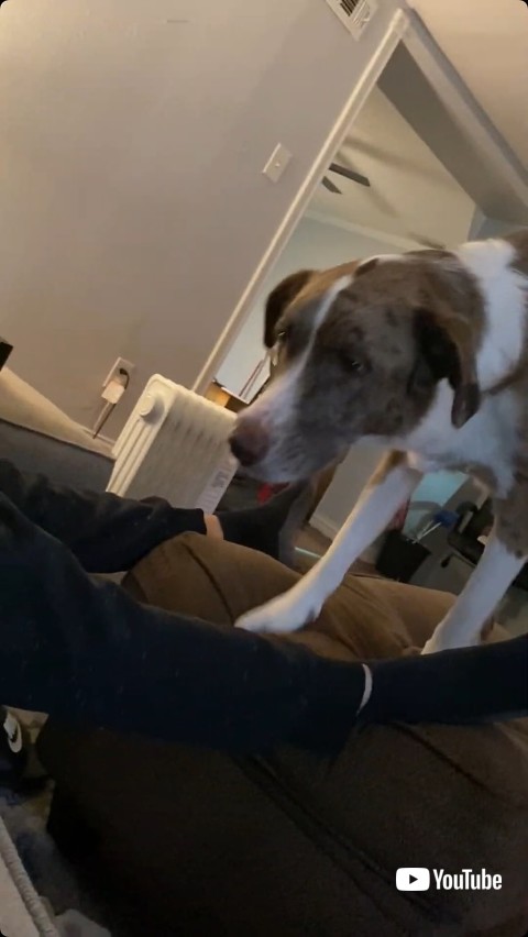 割り込もうとする犬