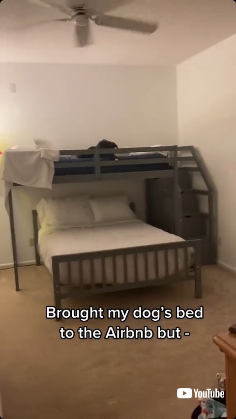 ベッドで伏せる犬