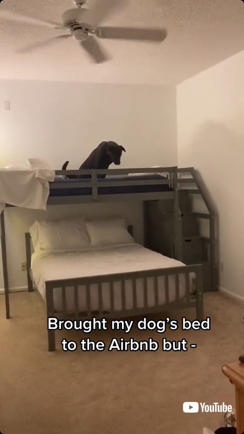 ベッドで座る犬