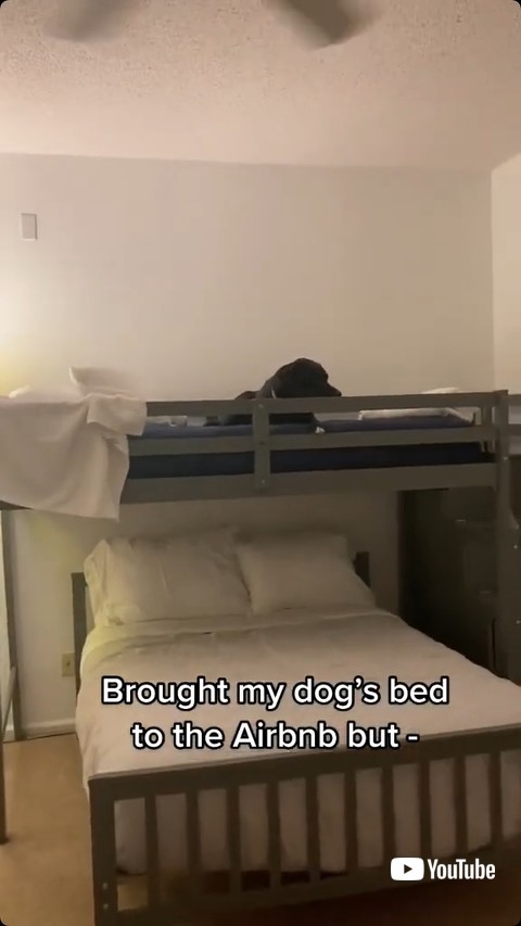 ベッドでくつろぐ犬