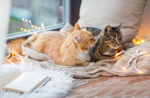 ペット手帳 ベストショット