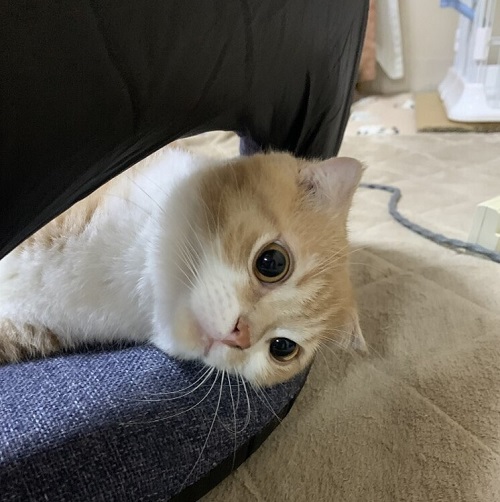 ペット手帳 ベストショット