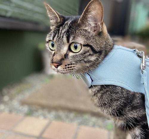 ペット手帳 ベストショット