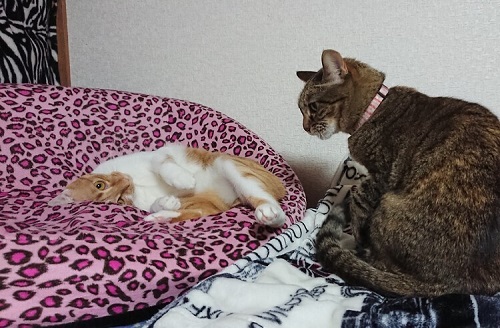 ペット手帳 ベストショット