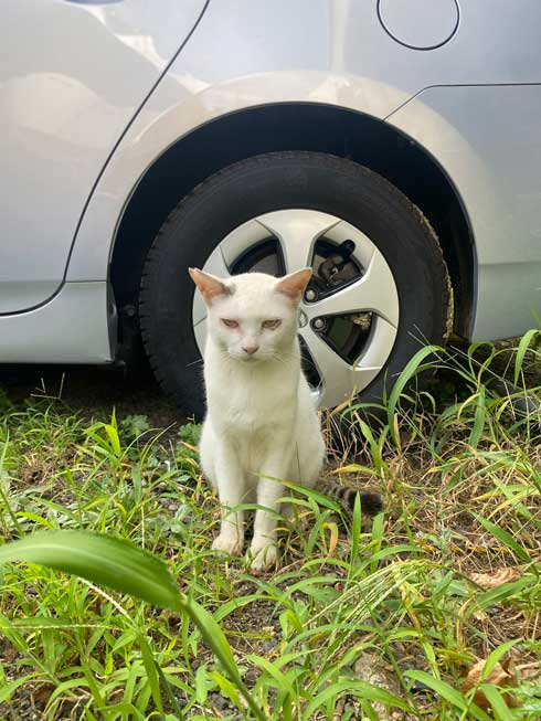 野良猫 保護猫 ビフォーアフター ふっくら まんまる