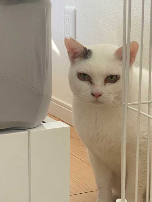 野良猫 保護猫 ビフォーアフター ふっくら まんまる