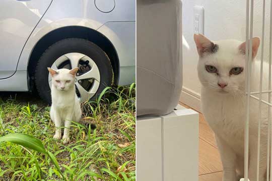 野良猫 保護猫 ビフォーアフター ふっくら まんまる