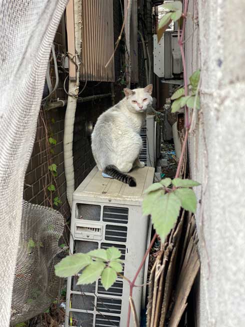 野良猫 保護猫 ビフォーアフター ふっくら まんまる