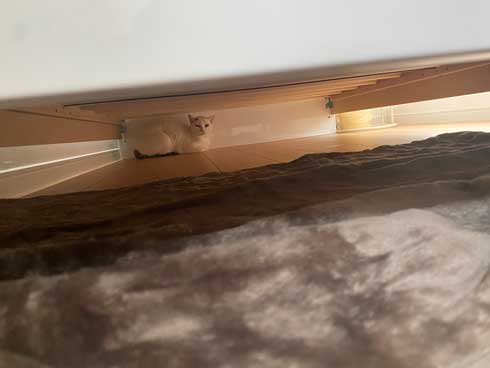 野良猫 保護猫 ビフォーアフター ふっくら まんまる