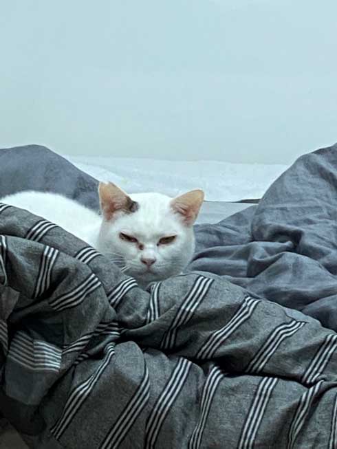 野良猫 保護猫 ビフォーアフター ふっくら まんまる