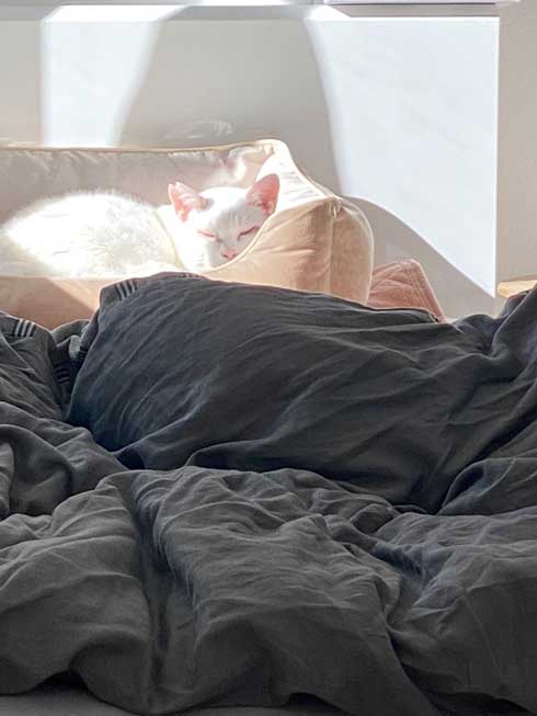 野良猫 保護猫 ビフォーアフター ふっくら まんまる