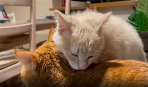 茶トラ猫の首後ろなめてる子猫