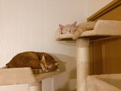 タワーで寝てる2匹